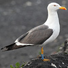 ad LBBG in Januari-April, ringed in the Netherlands. (76807 bytes)